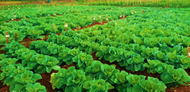 Soil Moisture Sensors to Optimize Water Use 
